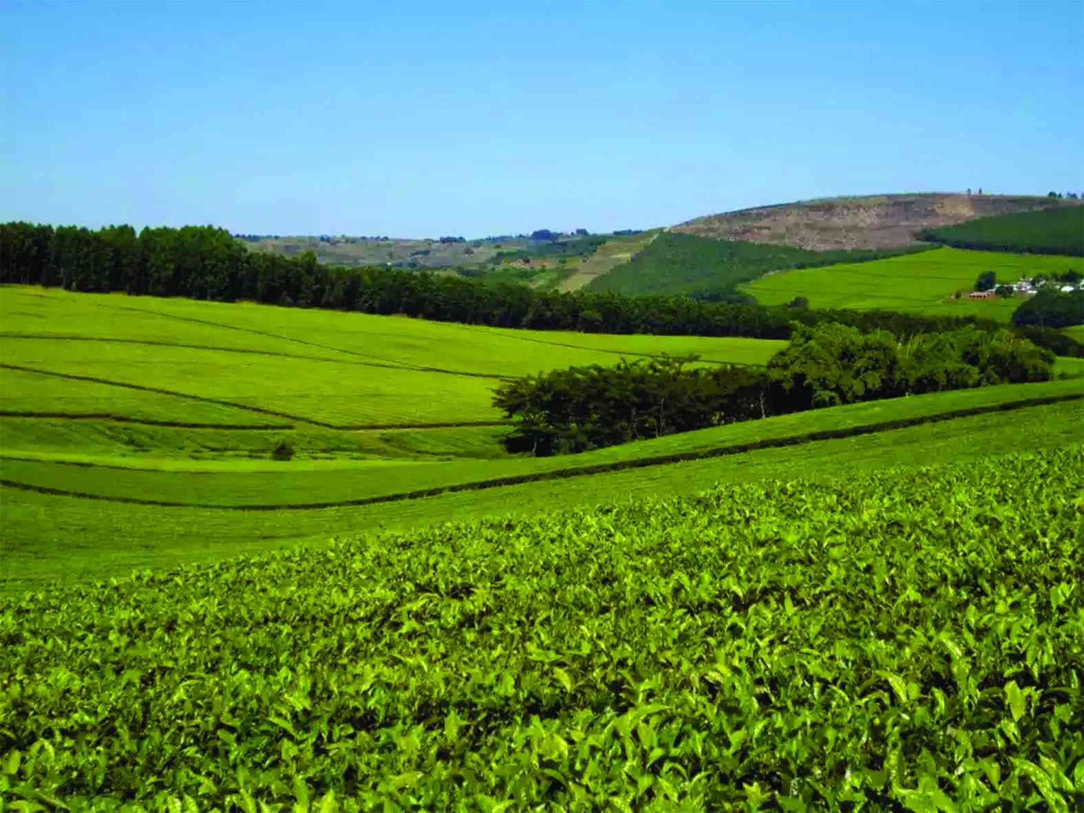 Tanganda revenue rises 65% in Q3