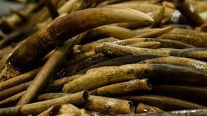 Notorious ivory trafficker re-arrested in Mombasa