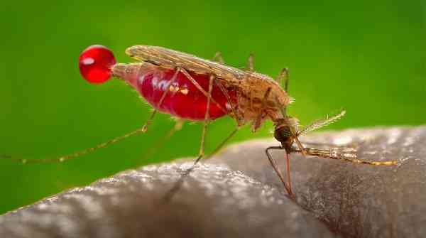 Malaria cases surge in Rushinga district
