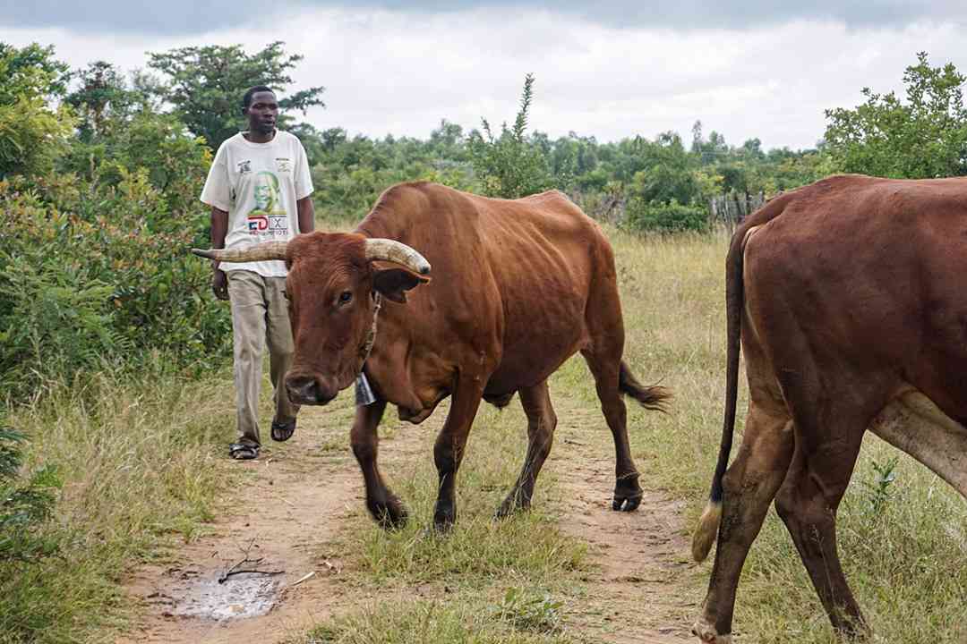 WWF Zimbabwe, Global Methane Hub launch project to develop satellite-guided grazing to cut livestock emissions.