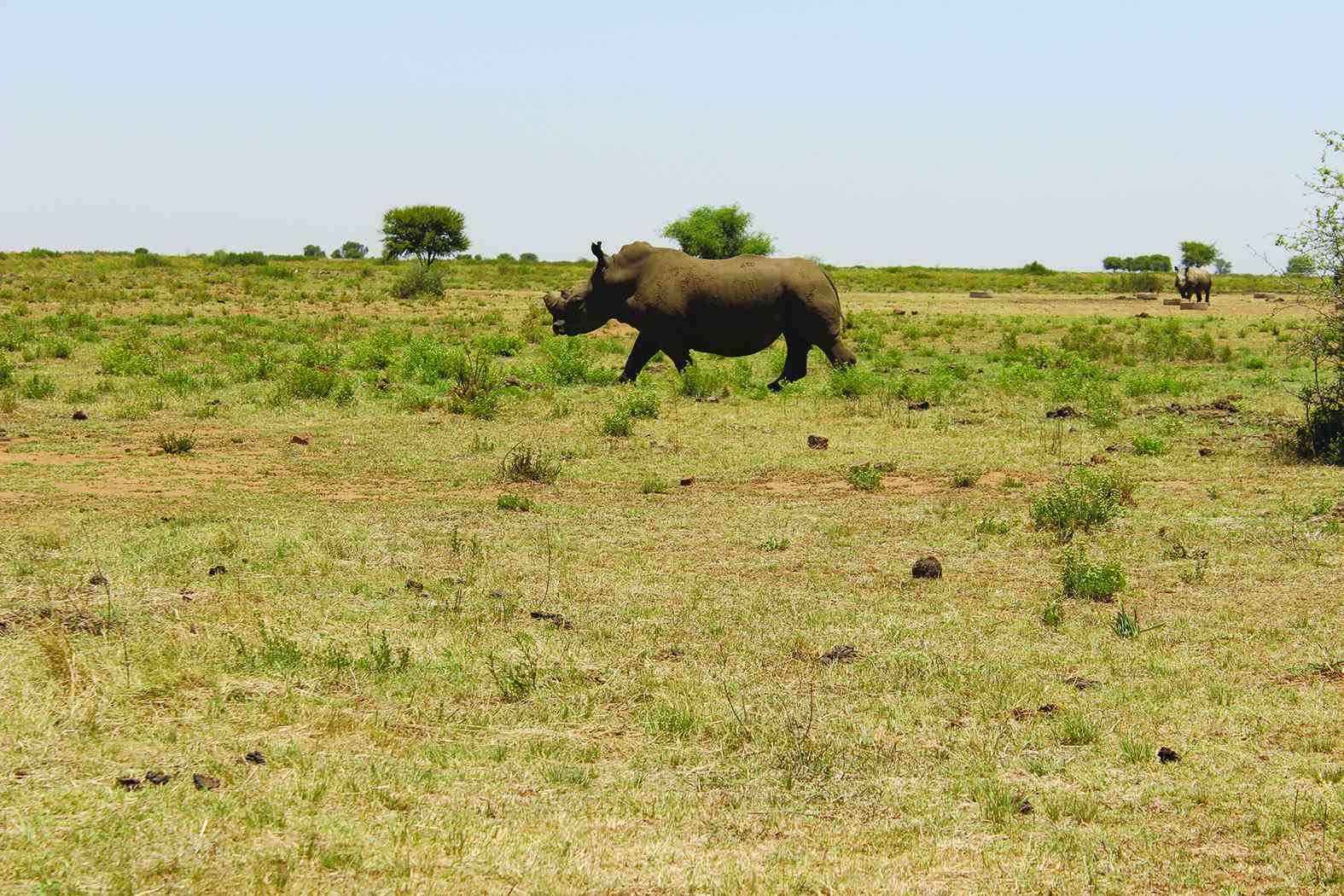 White paper seeks leadership backing for wildlife conservation initiative empowered by AI