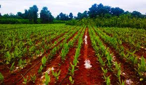 Tumeric farming empowerment programme launched