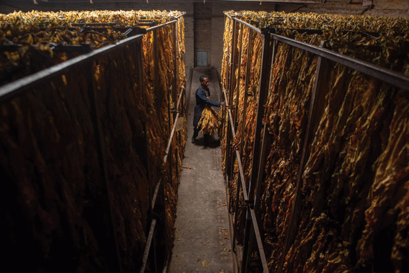 Smart agriculture: The backbone of golden leaf production boost
