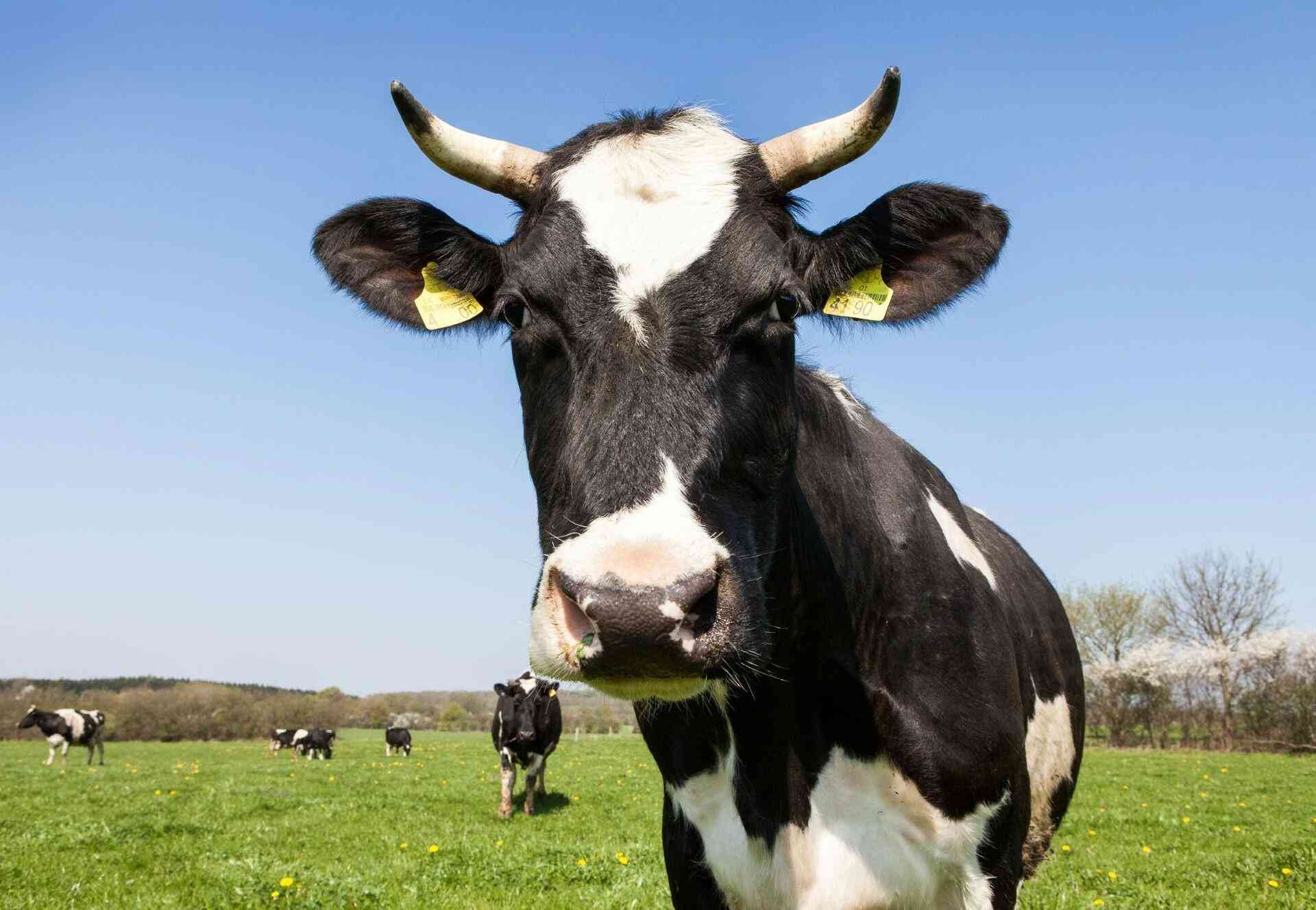 January disease has devastated cattle populations in Zimbabwe. How are farmers responding?