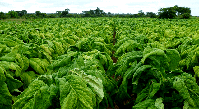 New tobacco grading system on the cards