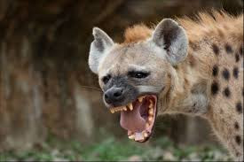 Hyenas wreak havoc: Climate change pushes predators into villages