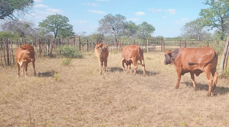 ‘66% of households in Zim do not own cattle’