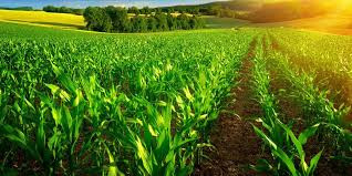 Zim records 290% increase in food production