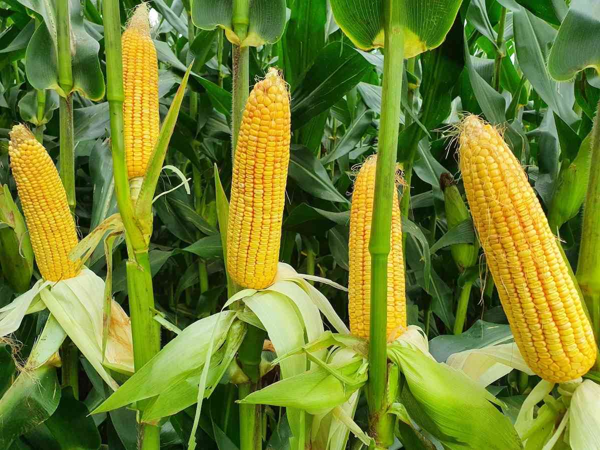 Climate-smart agric in action: The role of hybrid seeds, Pfumvudza in strengthening maize farming resilience in Zimbabwe