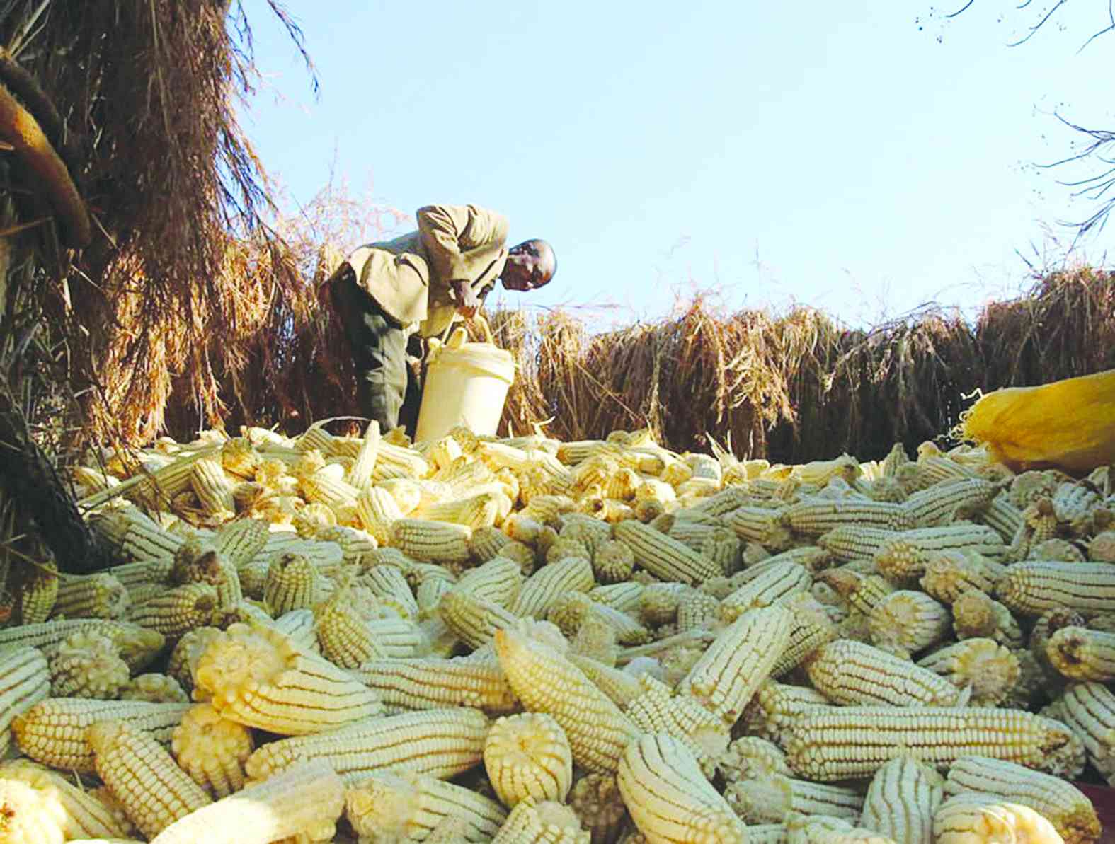 South Africa celebrates Zimbabwe’s lifting of maize import ban