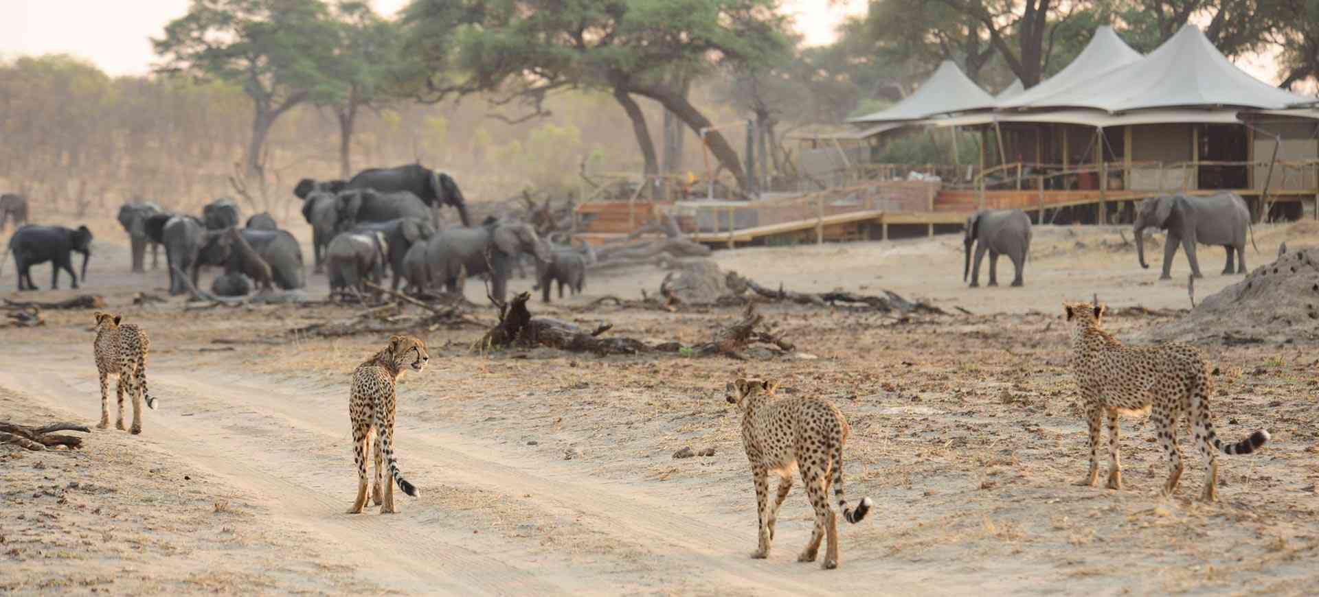 Outcry over Hwange park road detour
