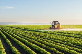 Zim projects cereal surplus despite drop in output