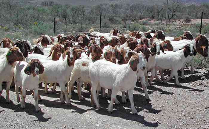 Enhancing Zimbabwe’s Matebele, Mashona goats through breed standards