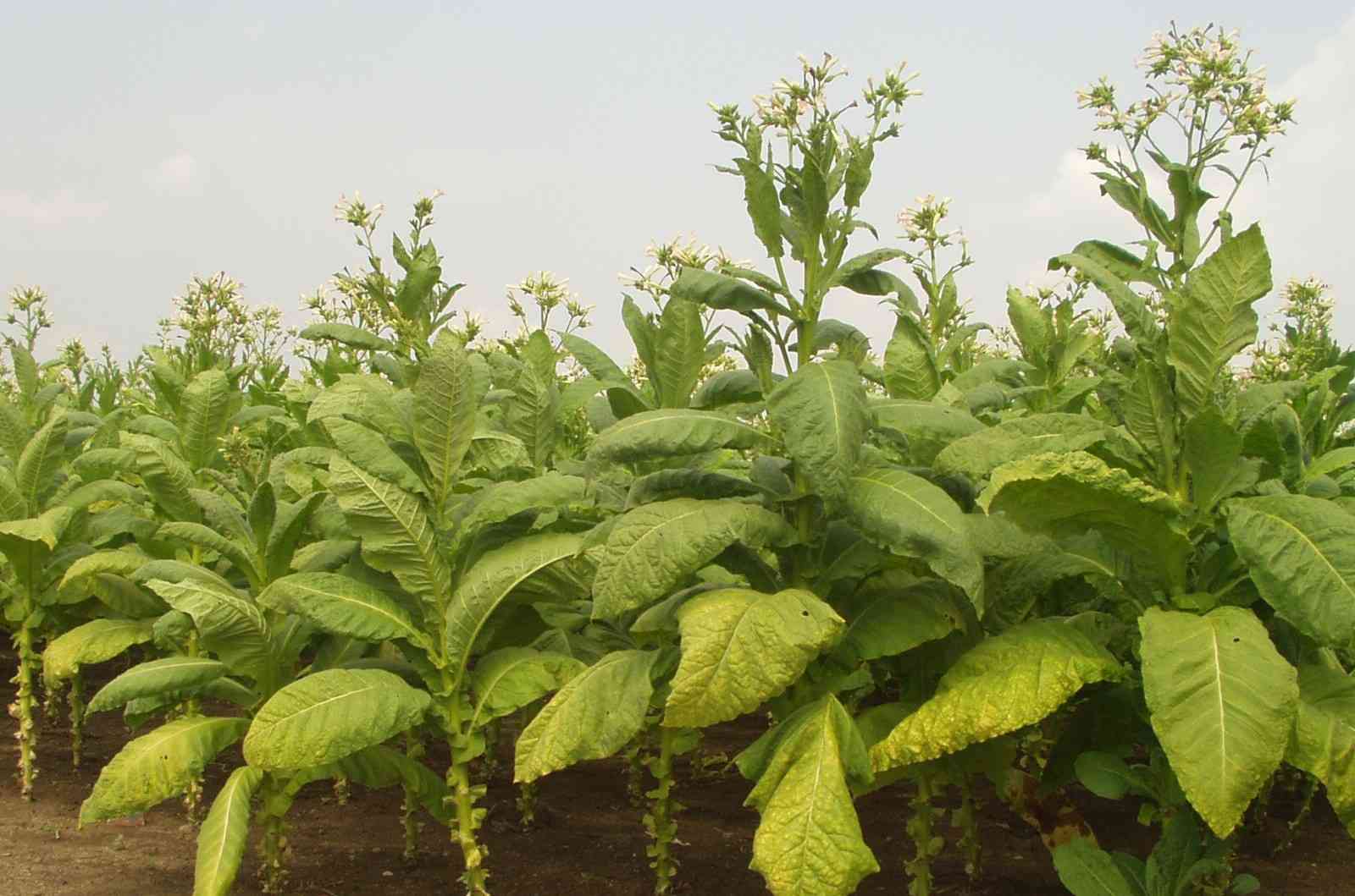 Zimbabwe breaks tobacco production record, farmers earn over US$1bn