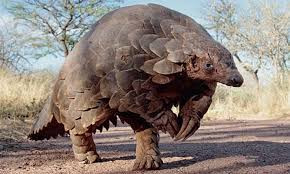 4 men up for unlawful possession of pangolin