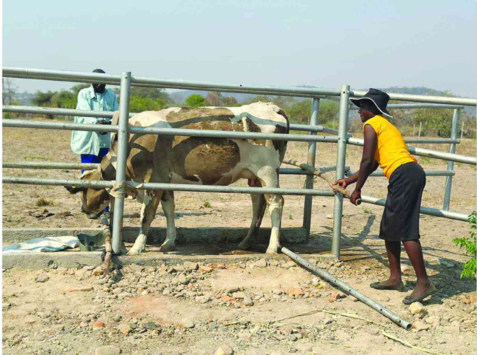 Mombe YaMai project set to transform Mudzi women’s lives