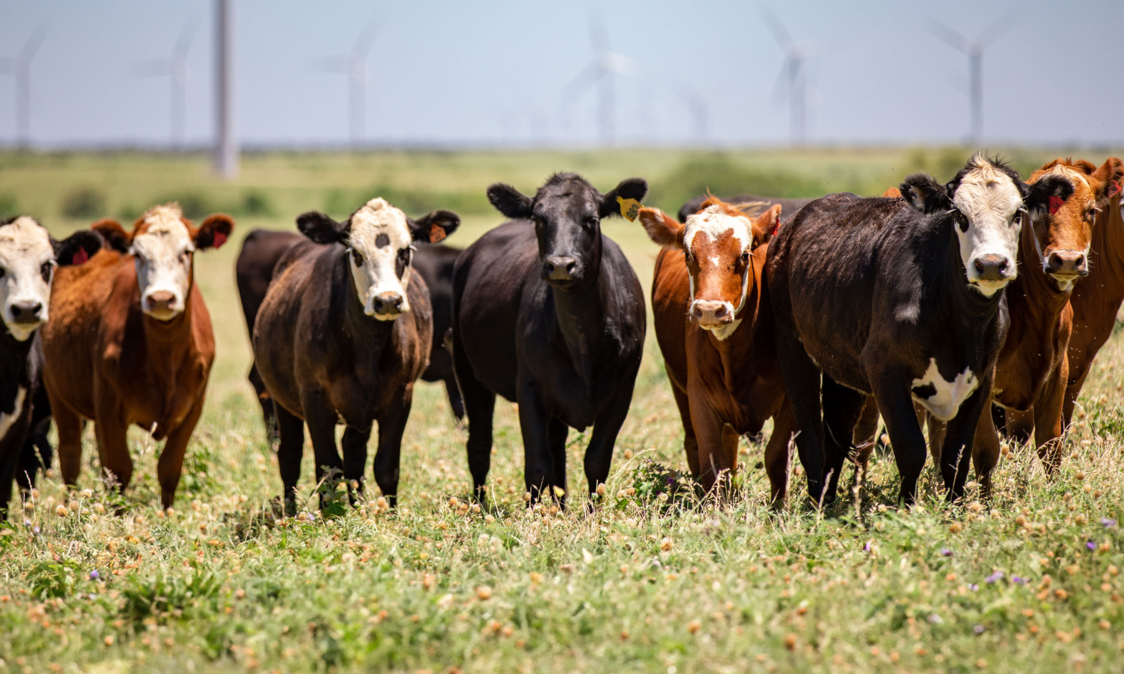 TN Livestock Trust implores cattle owners to unlock wealth through livestock
