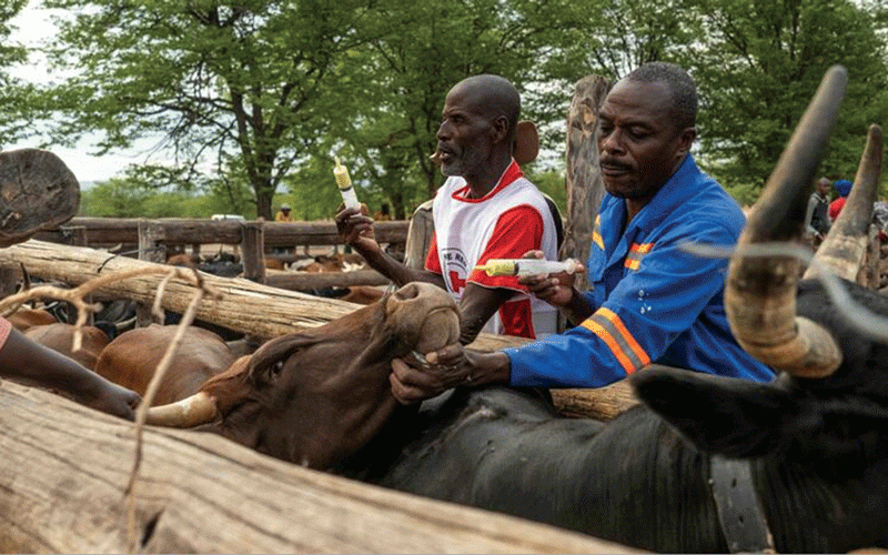 'Life feels more stable': Red Cross helps farming communities cope with prolonged drought
