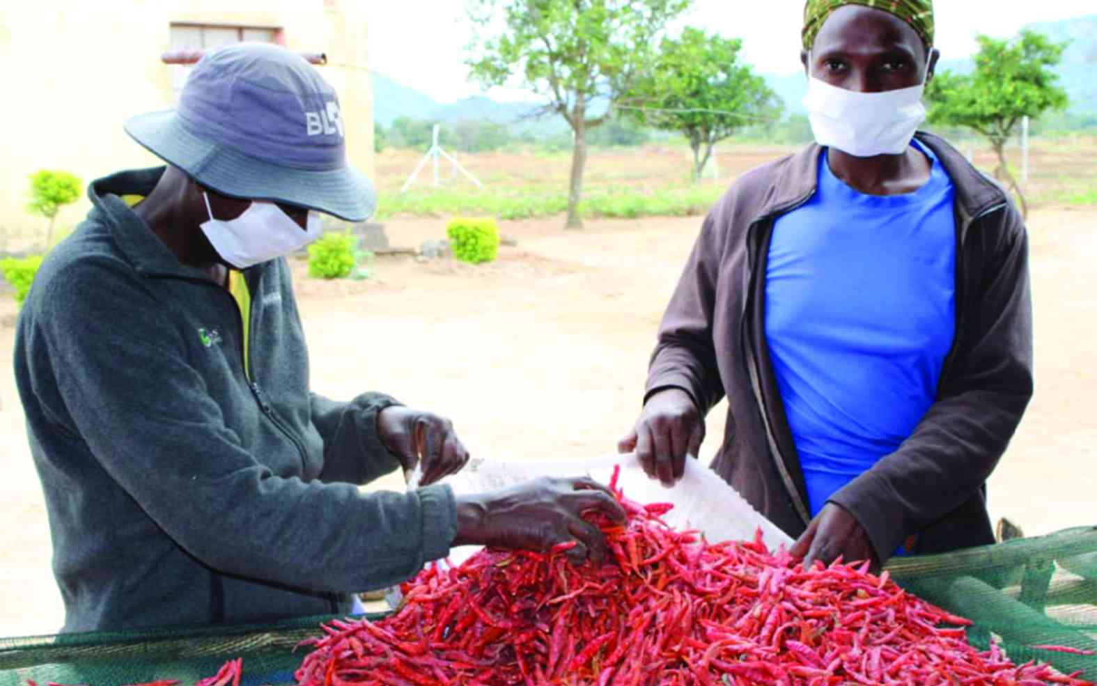 Chivi’s Gororo Irrigation Scheme leads in climate change adaptation drive