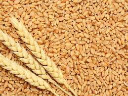 Mashonaland provinces dominate 2025 wheat harvest