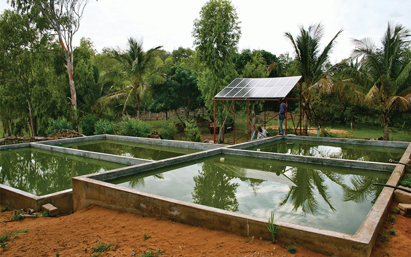 Fish farming project rekindles hope for Bulawayo youths