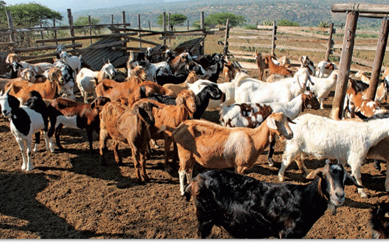 Goats: A lifeline for Nyanga South villagers amid economic challenges