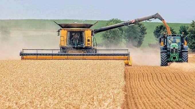 Zimbabwe in record wheat harvest, but imports hit new peak