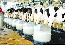 Raw milk production surges