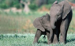 Agroecology paves way for co-existence, conservation in Binga