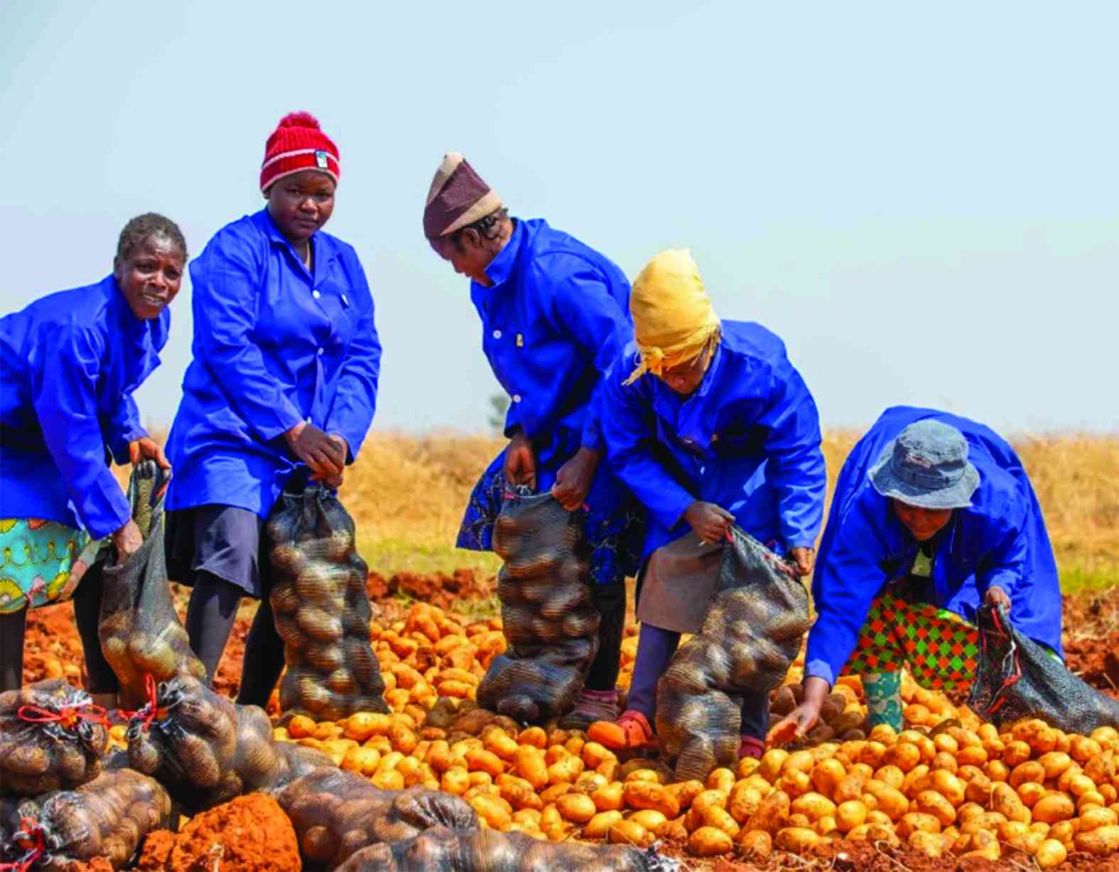 New initiative boosts potato yields, secures markets for local farmers