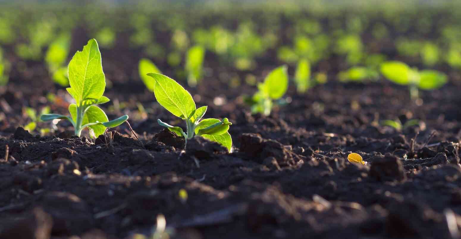 Soil health a national nutrition foundation, says expert