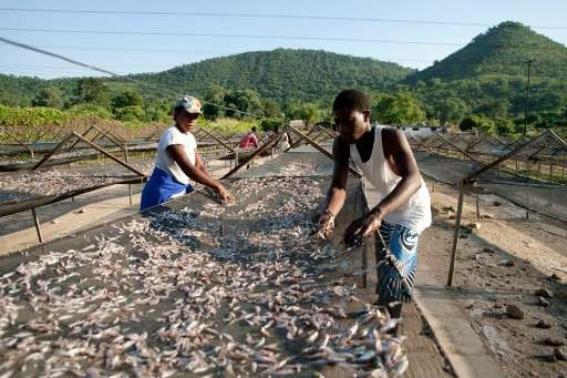 Lake Kariba fish buyers face violent robberies