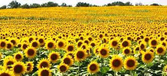 Zim crude oil import bill set to fall