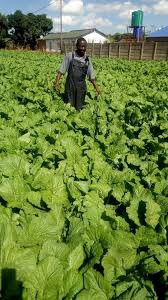 Why farmers should know how their commodities perform on the market