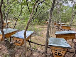 Zim honey sector in the spotlight