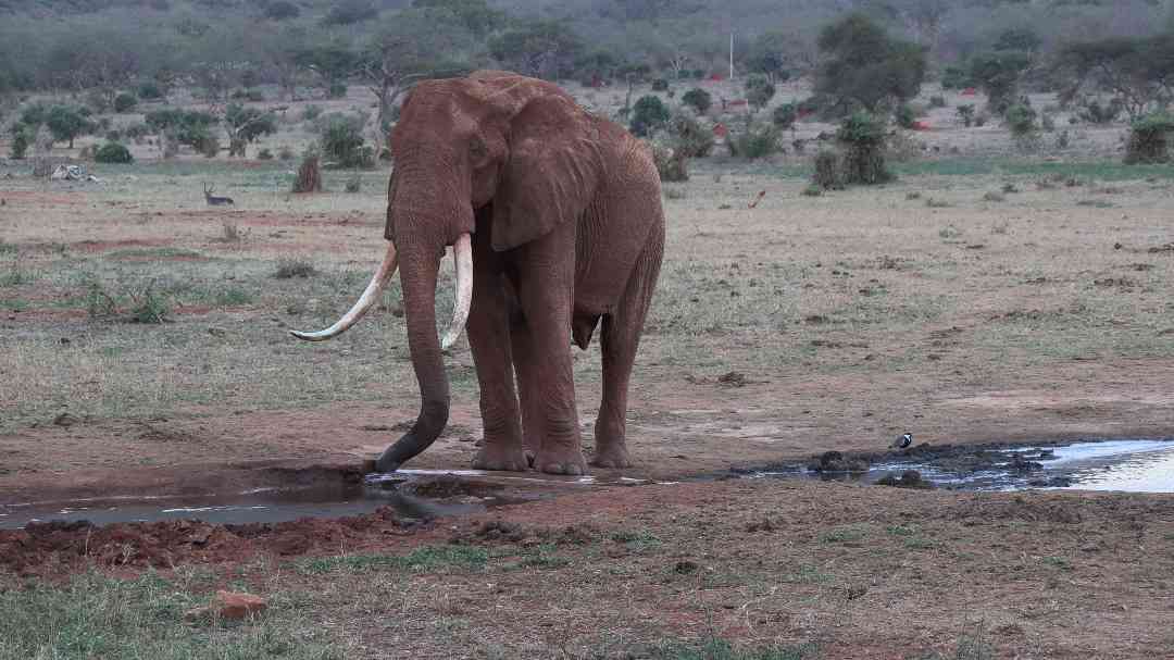 ‘Cites has failed SADC’ 