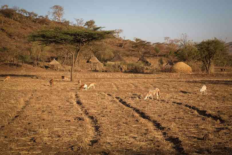 Zimbabwe faces food crisis next year