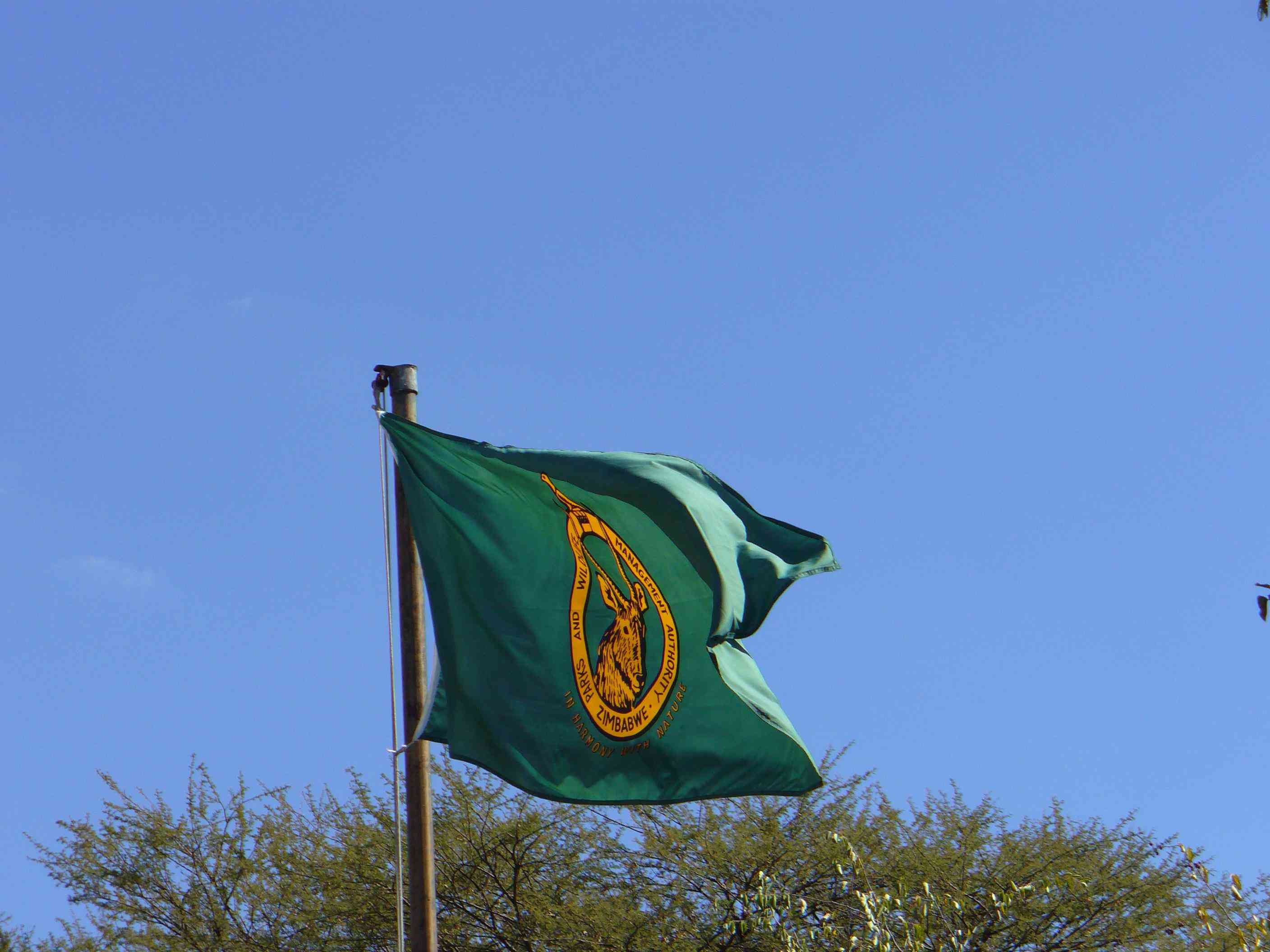 Starvation decimates Gache Gache buffalo herd