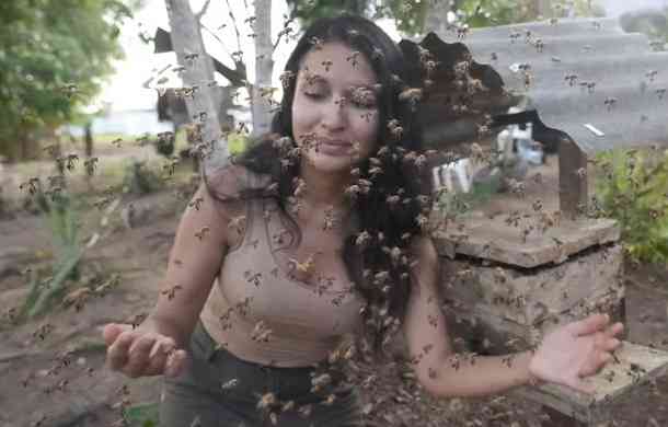 Stingless bees from the Amazon granted legal rights in world first