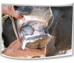 Zim on high alert as foot-and-mouth disease surges