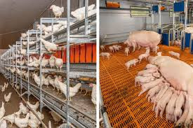 The future of agriculture in Zim