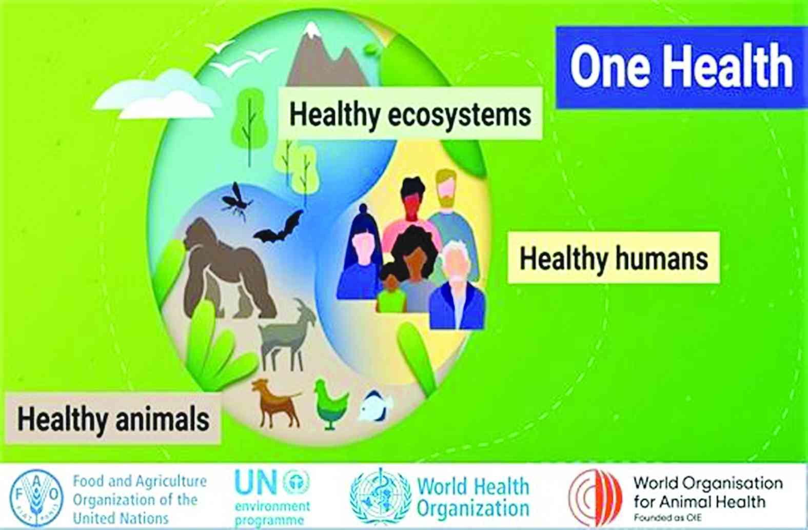 Intertwined destinies: Exploring Zim’s One Health frontline