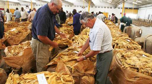 Zim tobacco impresses analysts