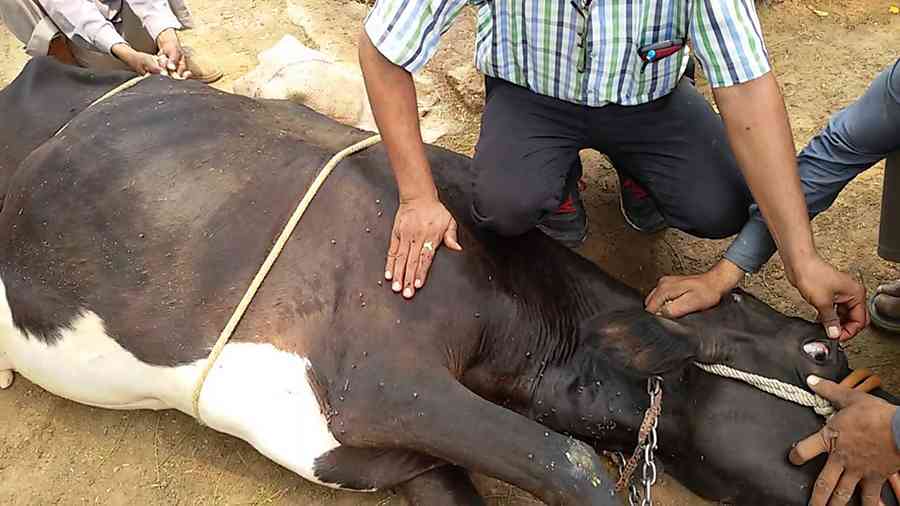 Cattle deaths: Govt seeks Belarus support
