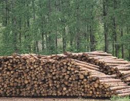 Forestry Commission unveils bold investment plan