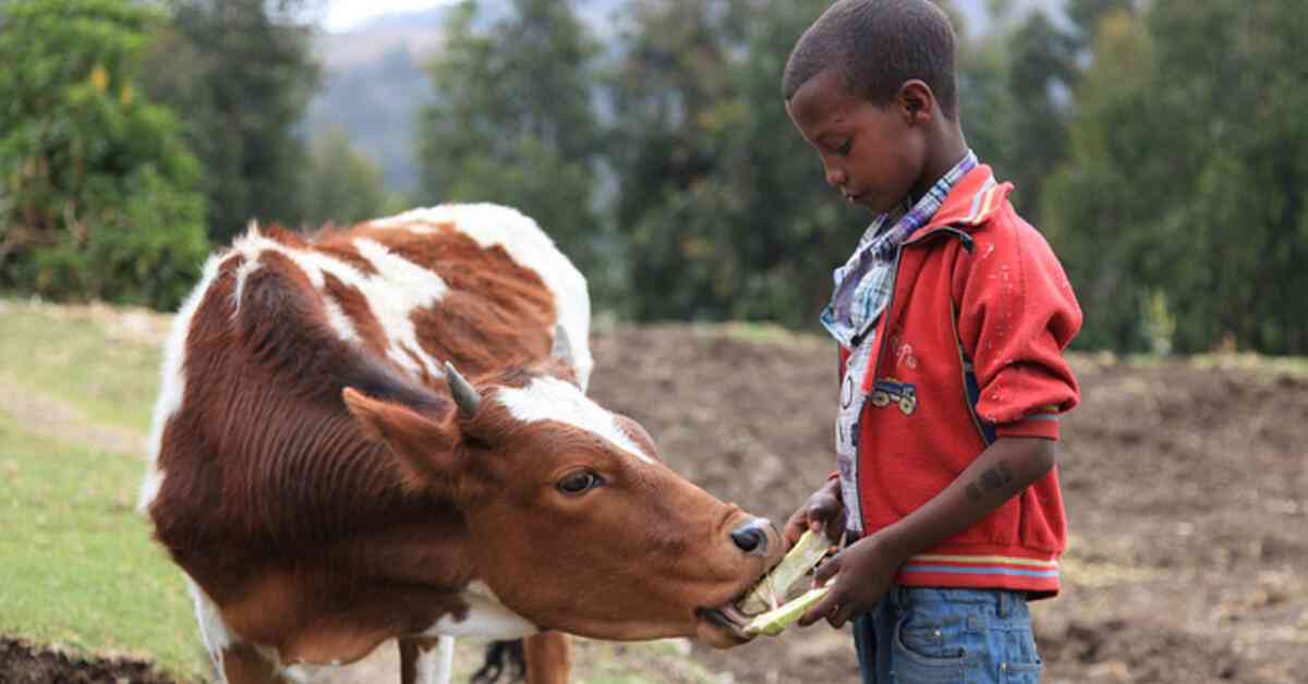 Climate-smart livestock farming adopted