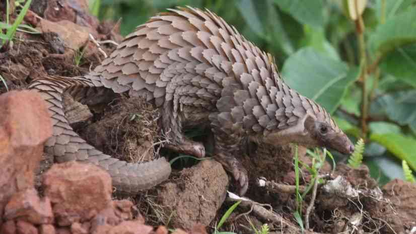 Zim leads Africa in pangolin poaching arrests
