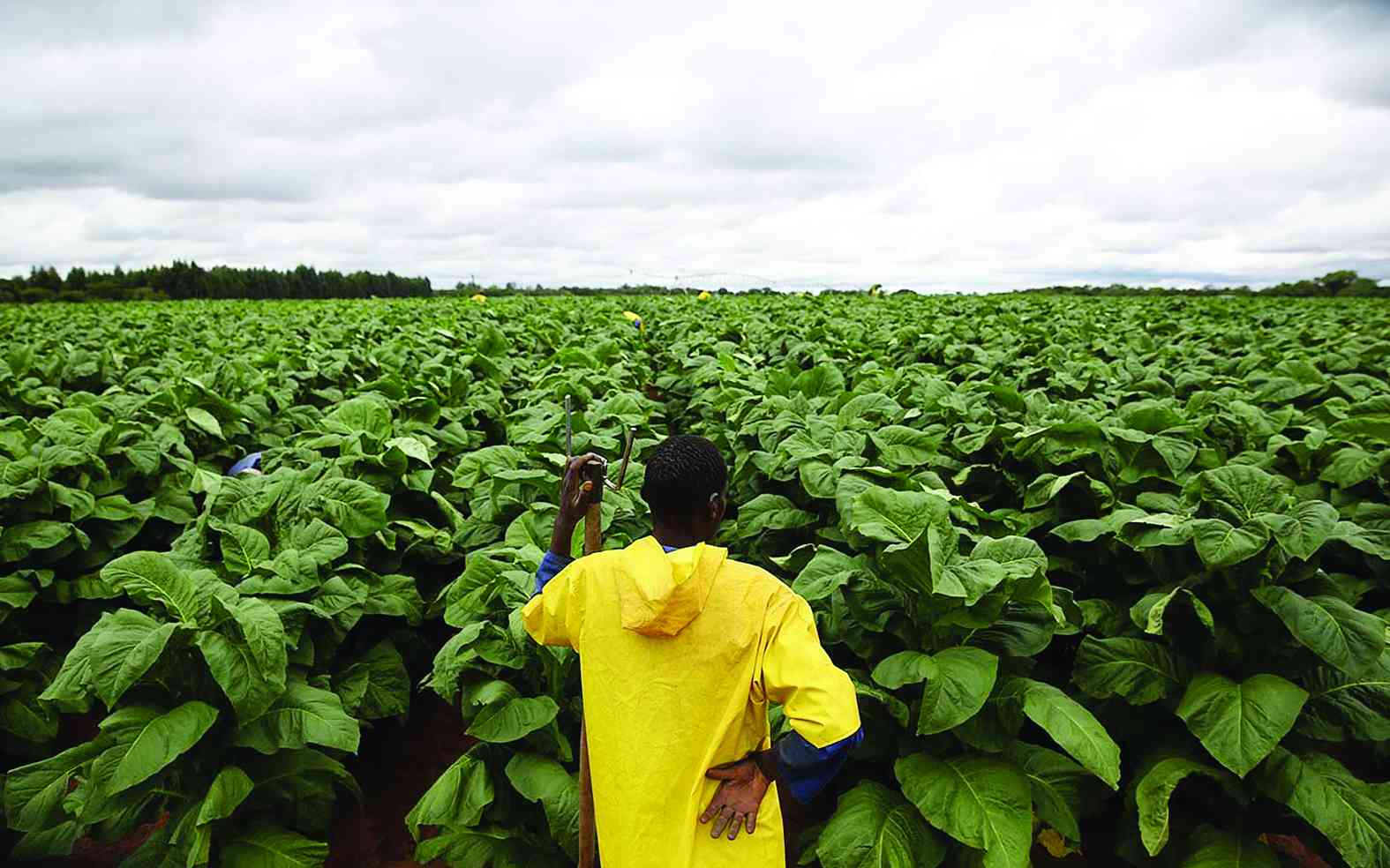 NCV tobacco sparks agricultural transformation in Matabeleland
