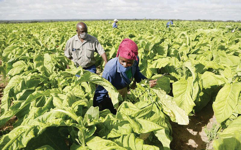 Malaria surge hits Hurungwe tobacco farmers