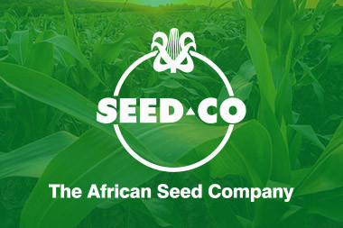 Seed Co rolls out new high-yield wheat variety